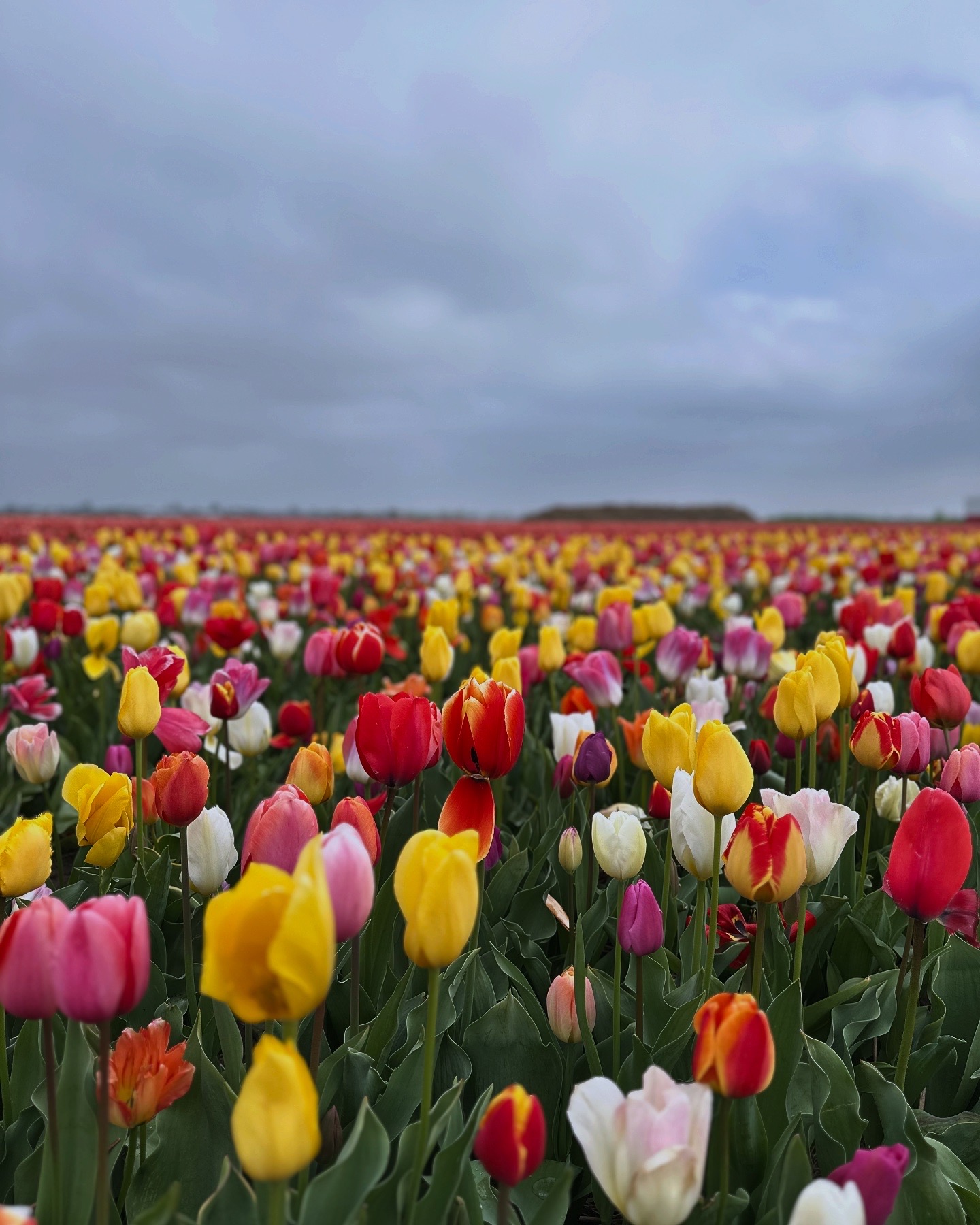 Tulip Dreams & Dutch Tranquility: A Spring Escape to The Netherlands