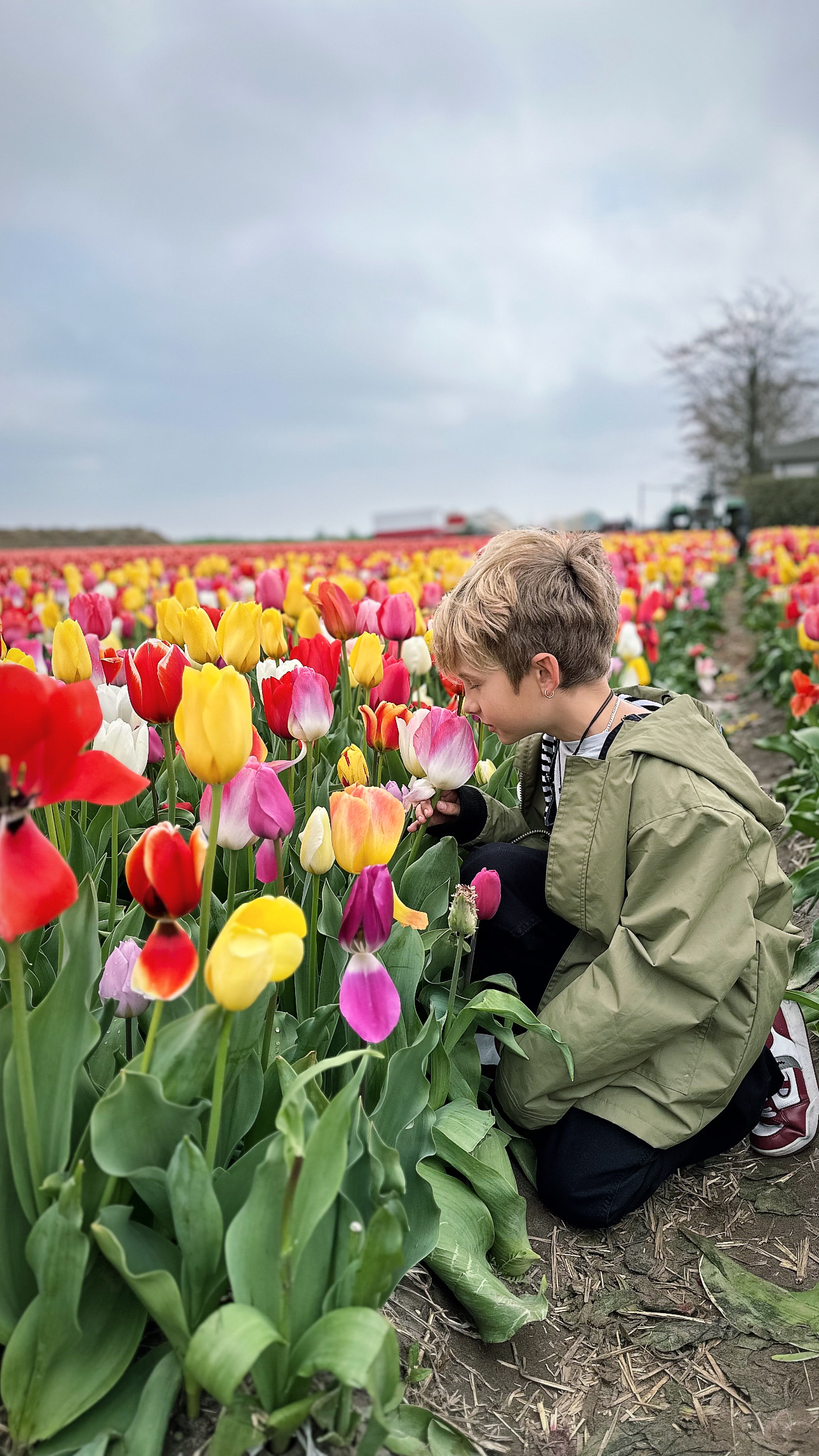 Tulips in Holland