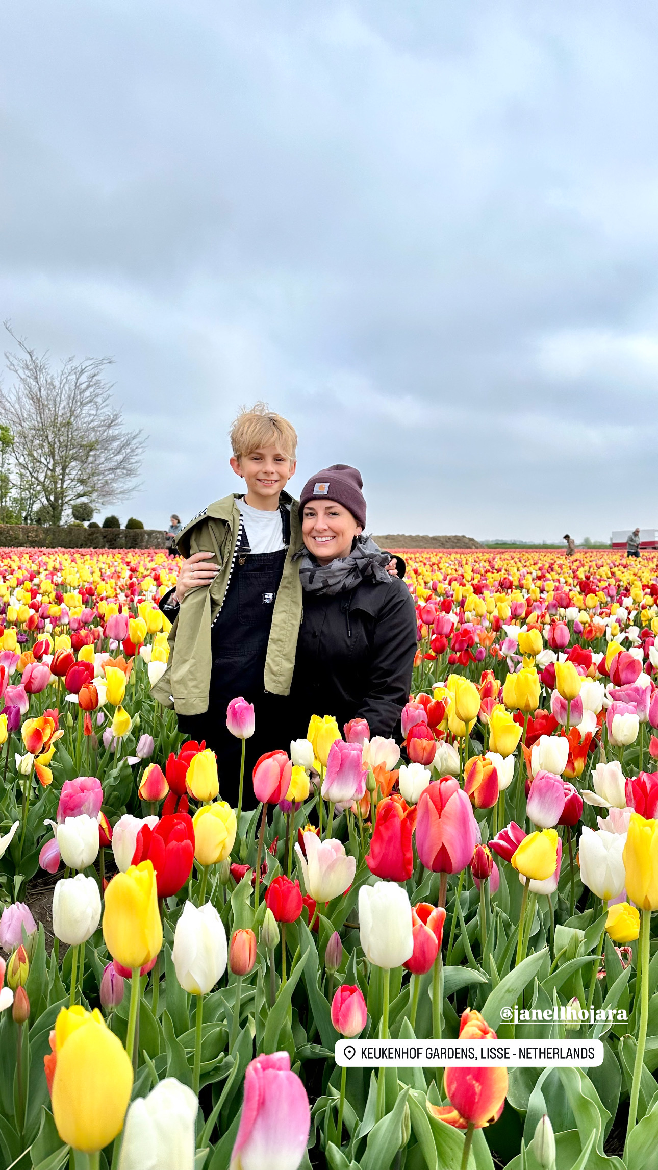 Tulips