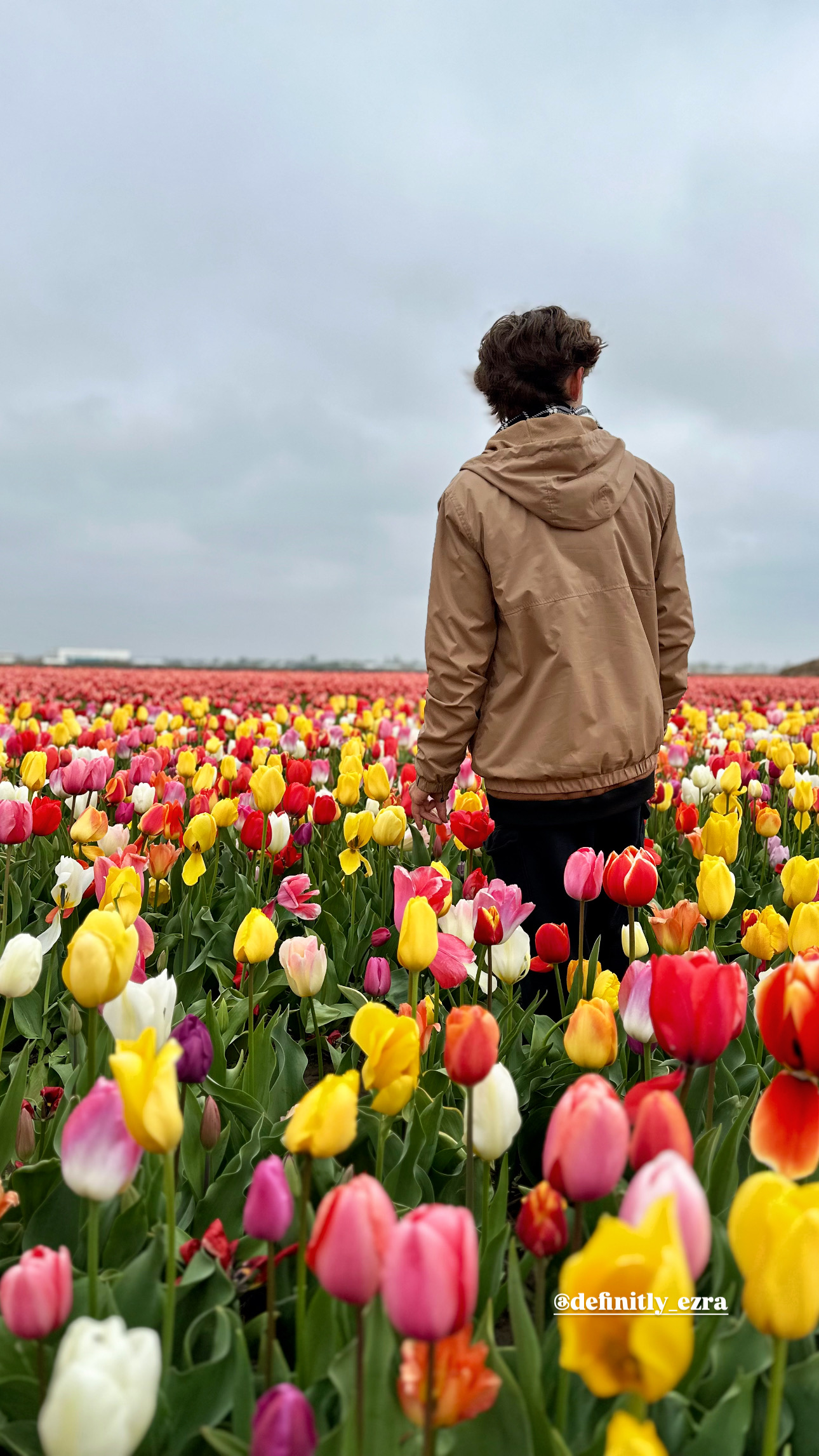 Tulip Field in The Netherlands