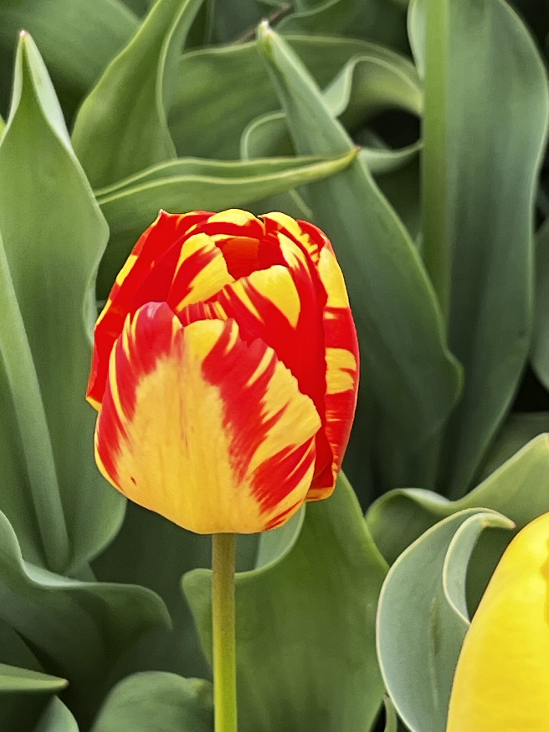 Tulip