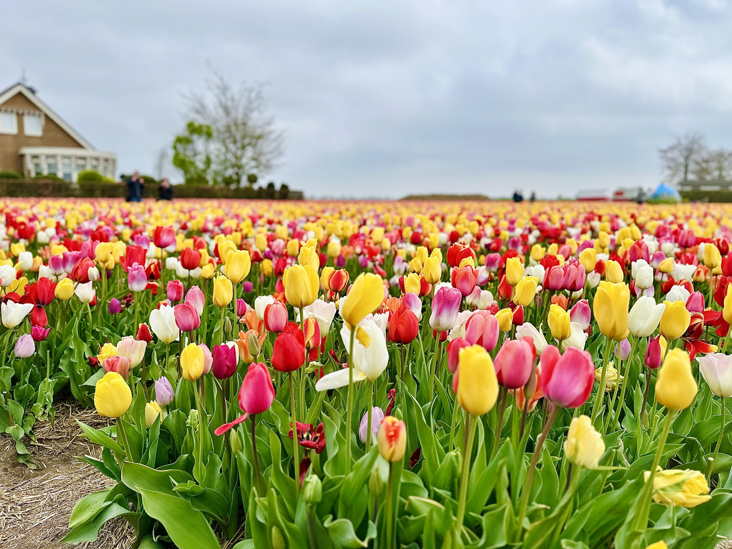 netherland tulips